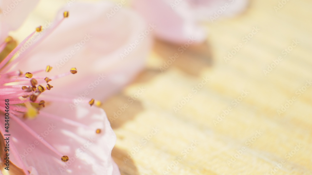 spring flowers fruit trees close up background spring flowers fruit trees close up background
