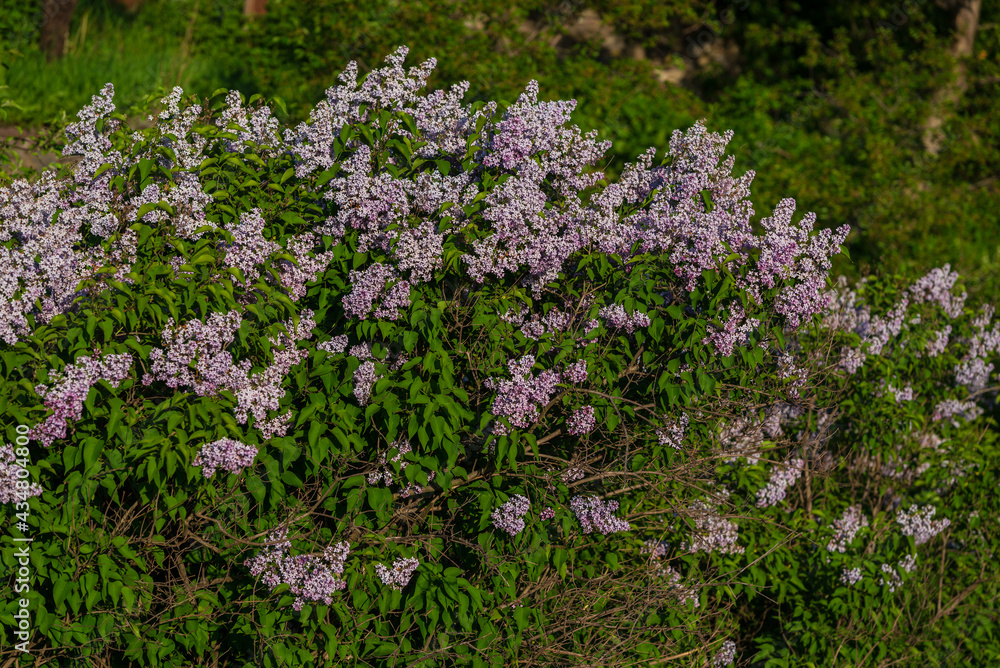 Blooming Common Lilac (Syringa vulgaris) in the park Blooming Common Lilac (Syringa vulgaris) in the park