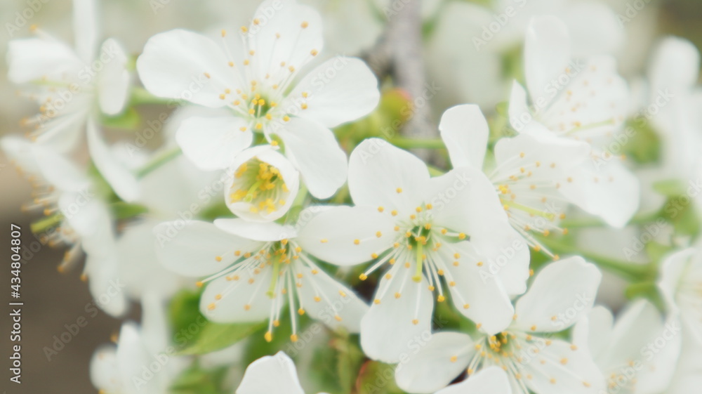 spring flowers fruit trees close up background spring flowers fruit trees close up background
