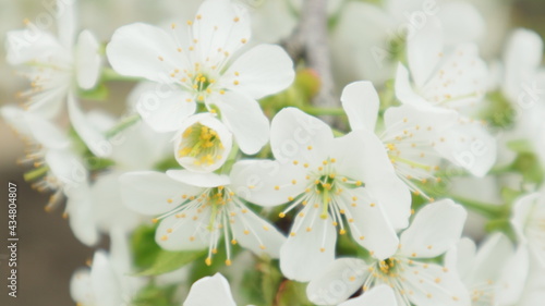 spring flowers fruit trees close up background