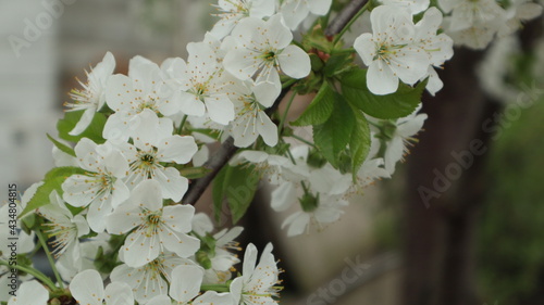 spring flowers fruit trees close up background