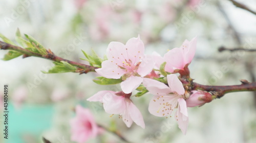 spring flowers fruit trees close up background