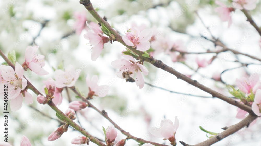 spring flowers fruit trees close up background spring flowers fruit trees close up background