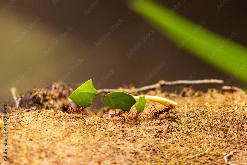Ants carrying big leaves, working together as a team in Costa Rica Ants carrying big leaves, working together as a team in Costa Rica