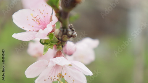 spring flowers fruit trees close up background