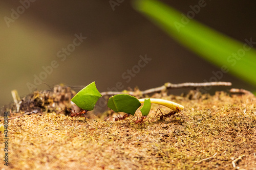 Ants carrying big leaves, working together as a team in Costa Rica