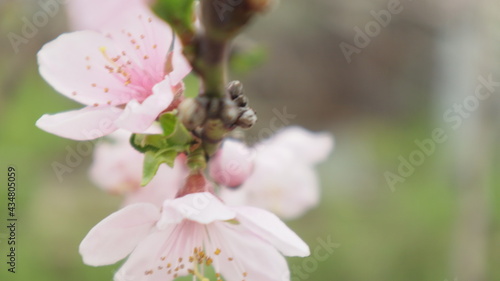spring flowers fruit trees close up background