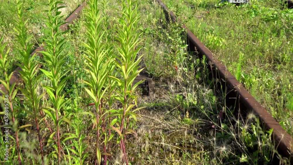 Walking along an abandoned rusty railway line overgrown with grass Walking along an abandoned rusty railway line overgrown with grass