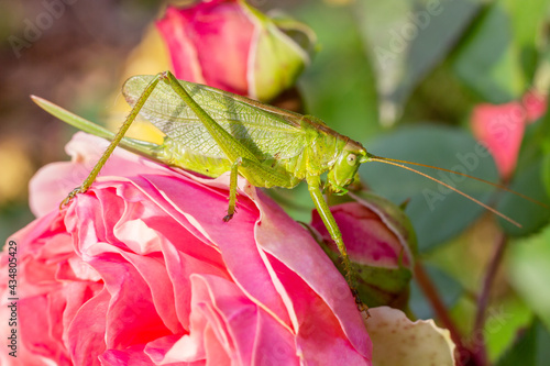 Green grasshopper sitting on rose flower. Insects in nature close up. Horizontal orientation