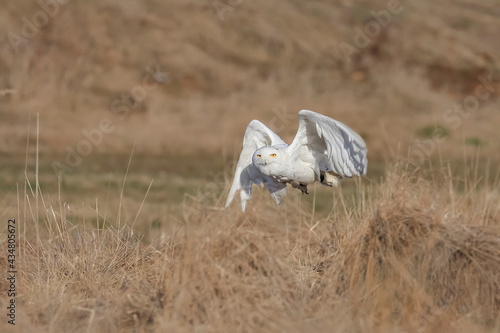 A great strong white owl with huge yellow eyes and wide spread wings flying above steppe. Light beige grass in the background. Snowy Owl, Bubo scandiacus. photo