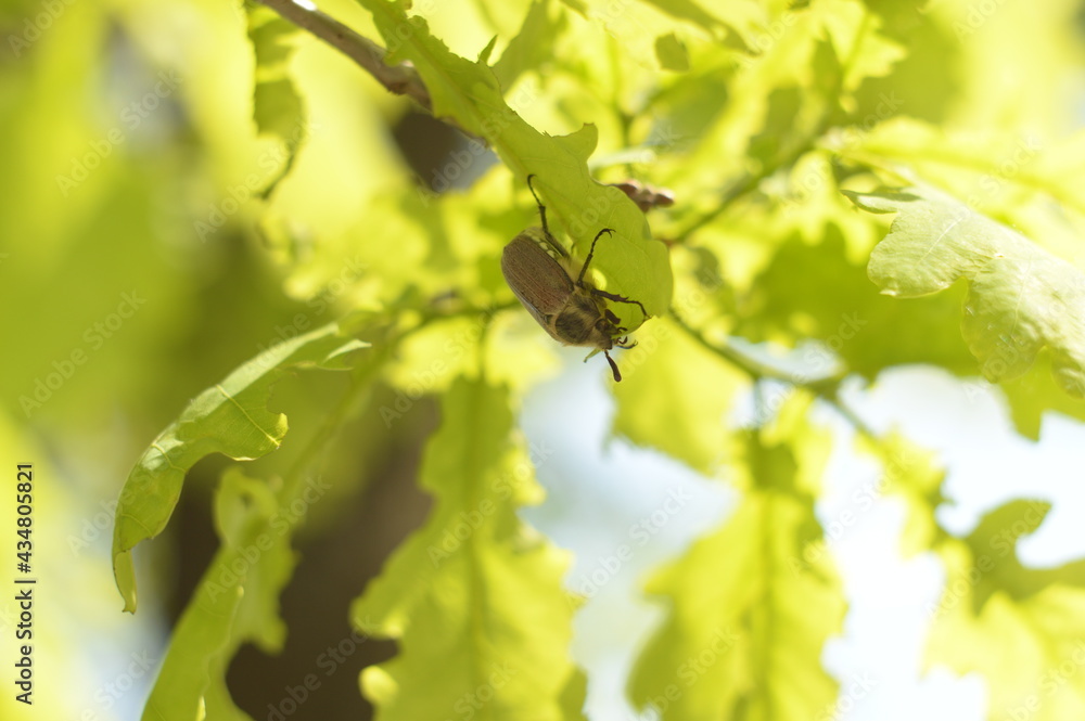 Chafer. Spring may brown beetle Chafer. Spring may brown beetle
