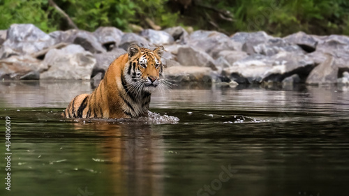 The largest cat in the world  Siberian tiger  hunts in a creek amid a green forest. Top predator in a natural environment. Panthera Tigris Altaica.
