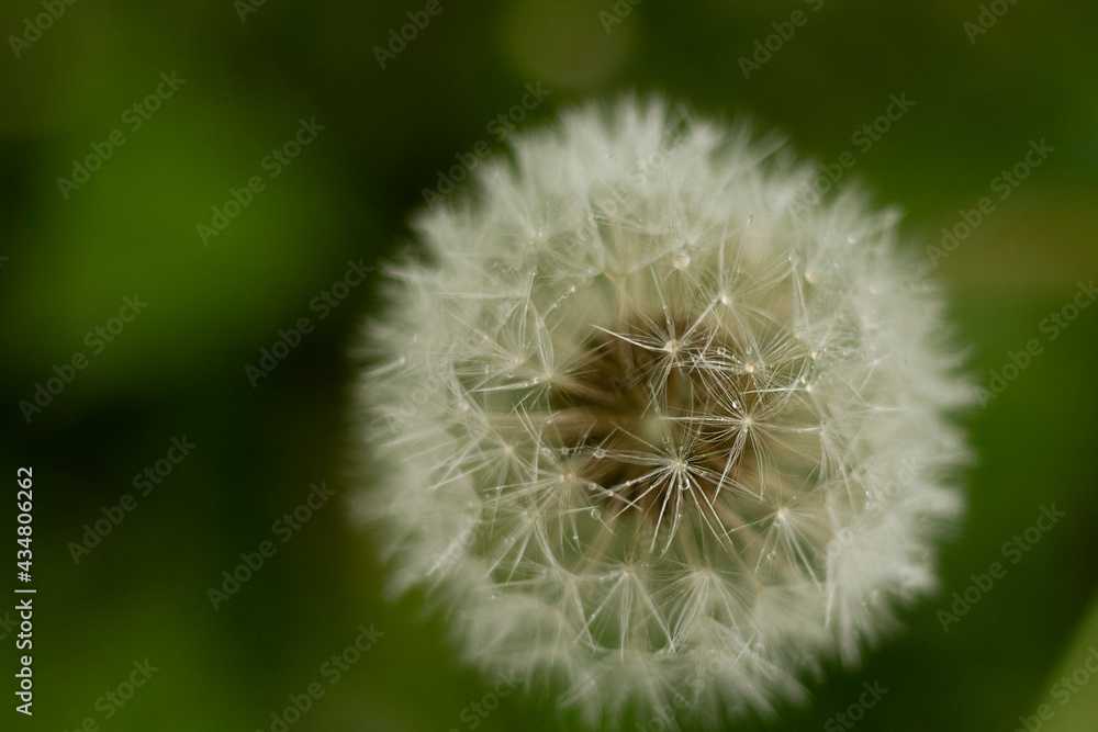 Fototapeta premium dandelion on green background