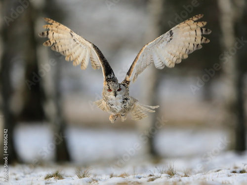 A huge, strong, blonde owl with huge orange eyes flying directly to the photographer on a white snowy trees background. Eurasian Eagle Owl, Bubo bubo sibiricus