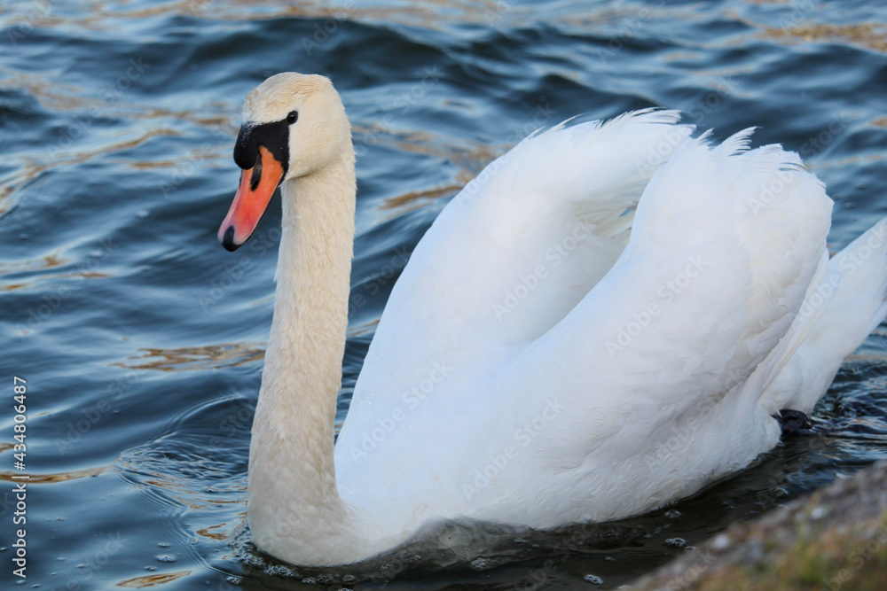 Naklejka premium The Elegant Swan