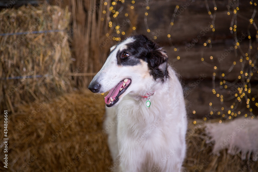 Portrait of a black and white Russian greyhound sitting on bales of straw on a wooden background with garlands Portrait of a black and white Russian greyhound sitting on bales of straw on a wooden background with garlands