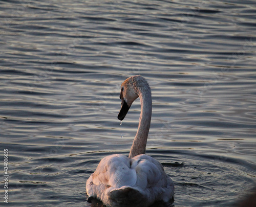 The Dunking Swan