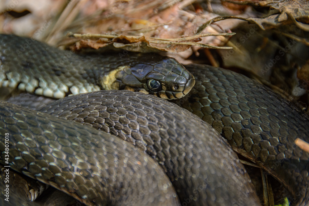 The snake is already crawling in the forest The snake is already crawling in the forest