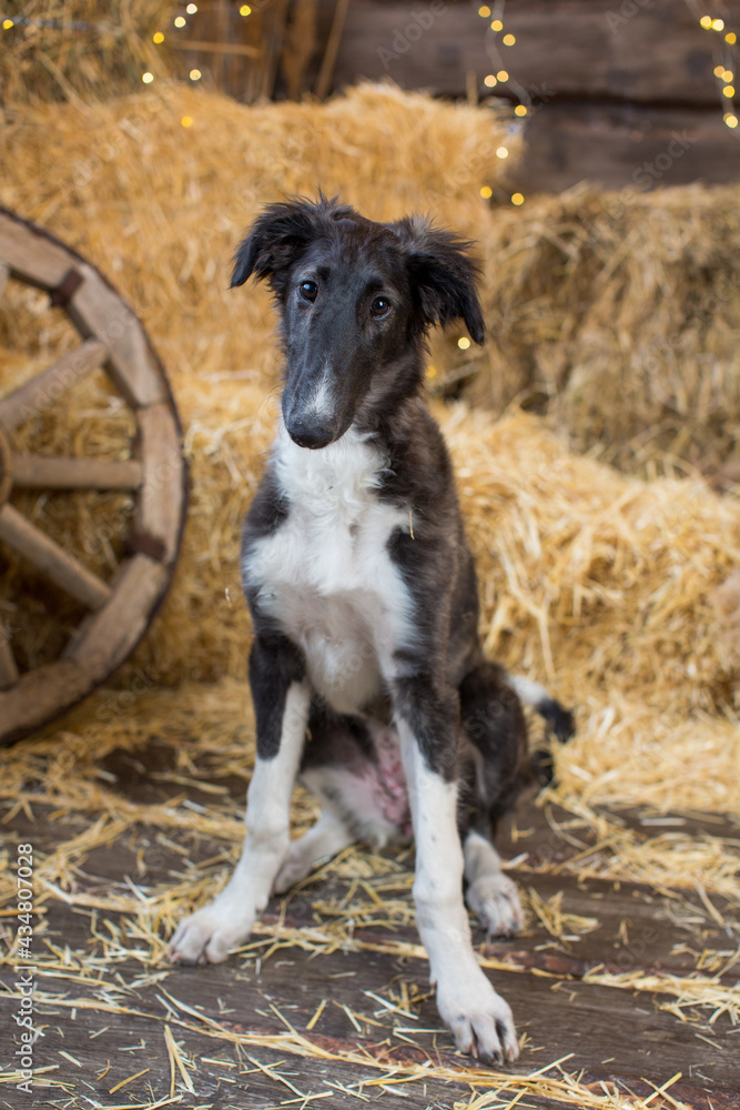 Fototapeta premium Portrait of a Russian greyhound puppy sitting on a bale of straw on a wooden background with reeds and garlands