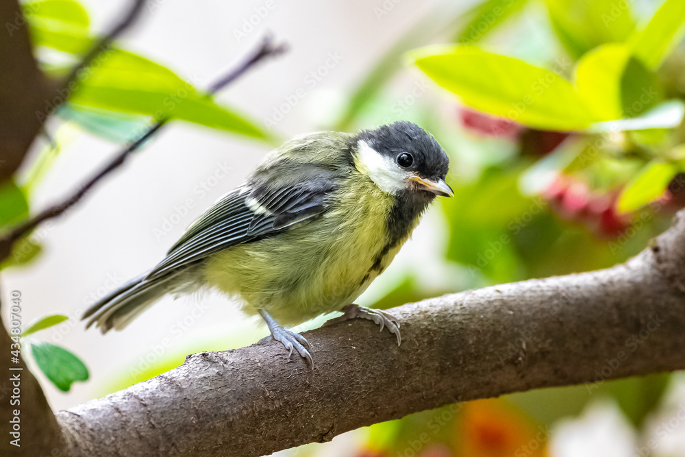 Obraz premium Great tit, baby titmouse waiting for his mother to feed him 