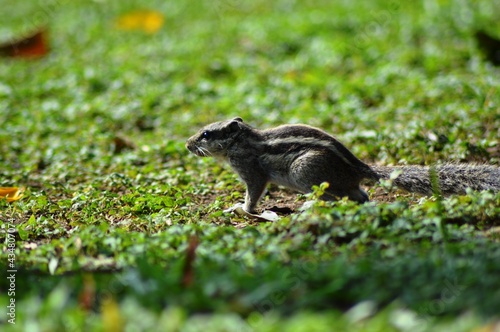 Squirrel in the park  © Ashvani Kumar