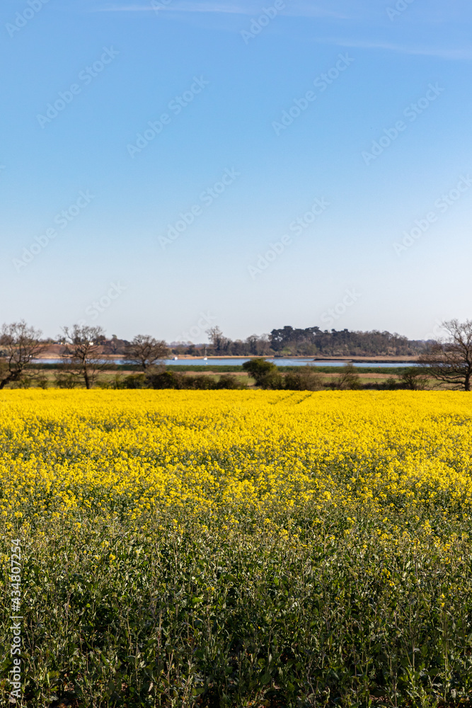 A view of a farm field planted with rapeseed crop which is bright yellow bloom. Bio-fuel, bio-diesel
