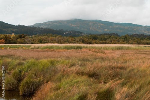 Canvas Print Landscape of shrubland on a windy day