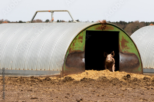 Free range pigs seeking shelter in their sty during a hot summer's day