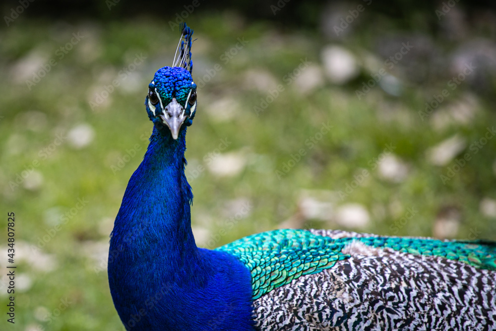 Obraz premium Pavo Real Macho