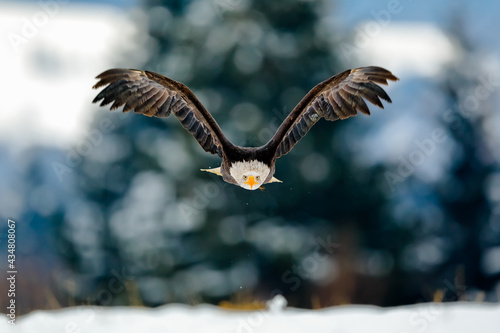 A great strong flying bird of prey with white head in the winter time, snowy forest in the background. Bald Eagle, symbol of the USA, Haliaeetus leucocephalus.