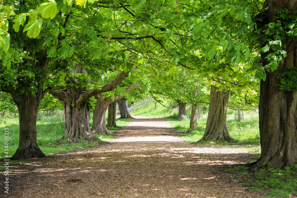 Pathway Arched Over By Trees Stock Photo Adobe Stock