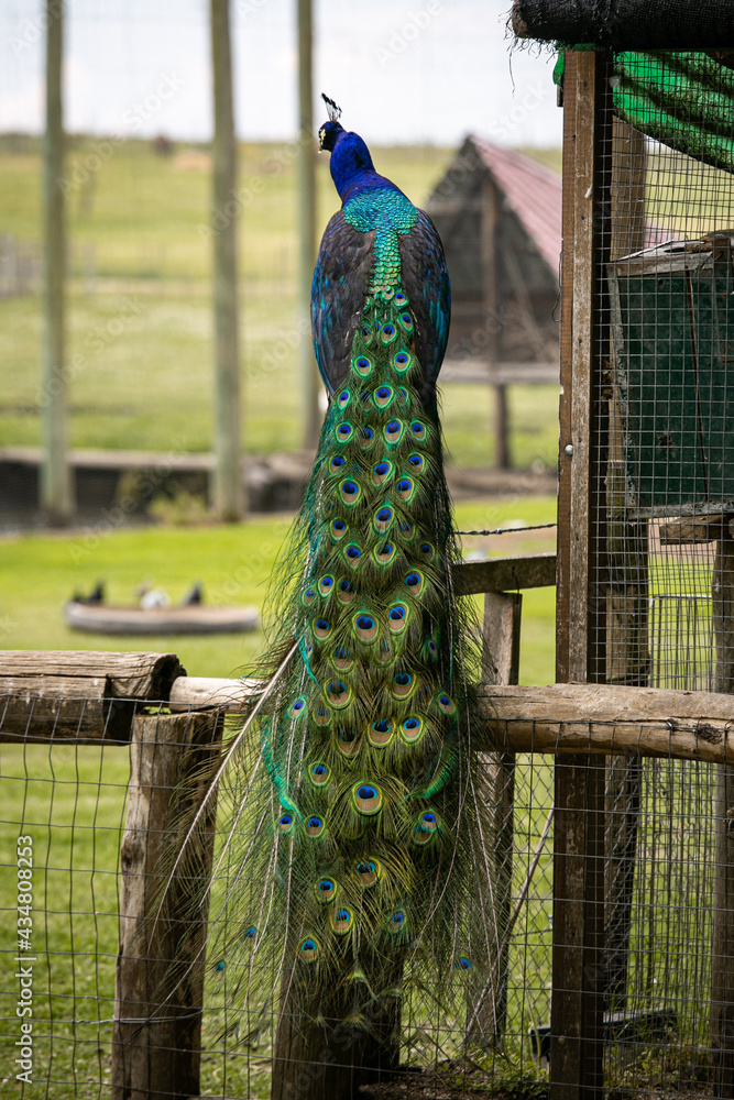 Naklejka premium Pavo Real Dorso