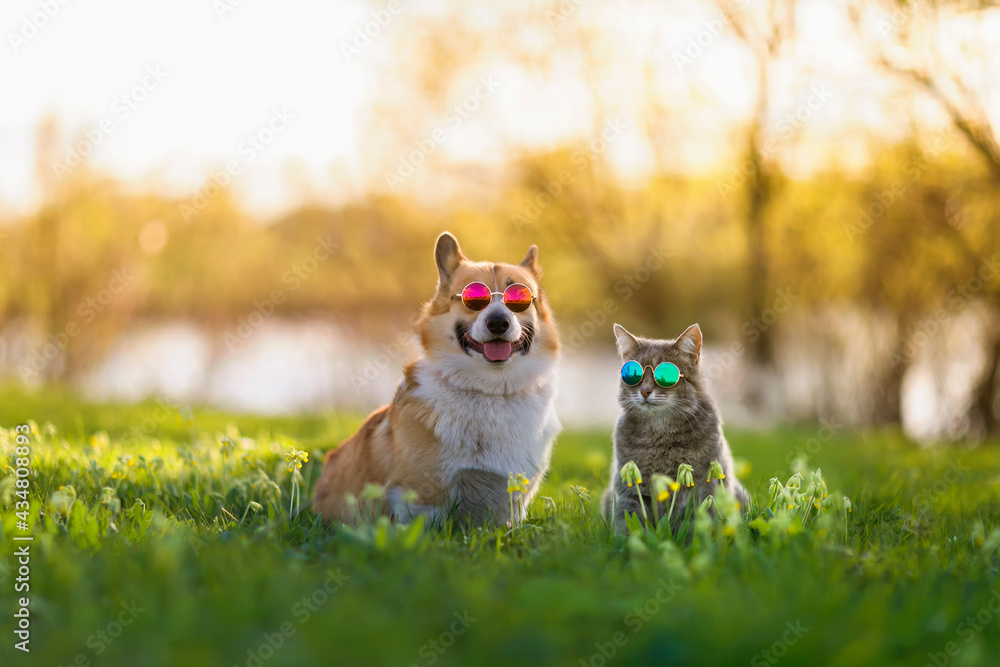 fashionable couple corgi dog and striped cat sit on a summer sunny meadow in sunglasses glasses fashionable couple corgi dog and striped cat sit on a summer sunny meadow in sunglasses glasses
