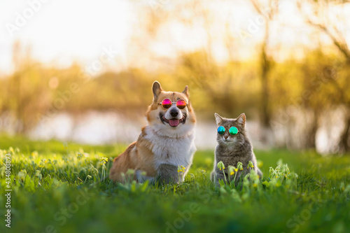 Fototapeta Naklejka Na Ścianę i Meble -  fashionable couple corgi dog and striped cat sit on a summer sunny meadow in sunglasses glasses
