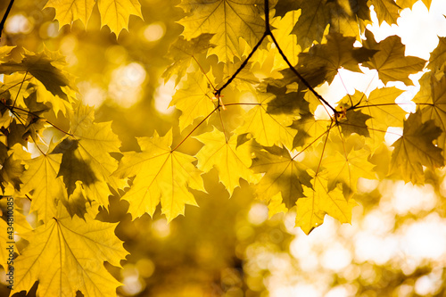 autumn leaves in the park