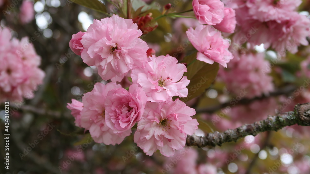delightful tufts of filled pink cherry blossoms delightful tufts of filled pink cherry blossoms