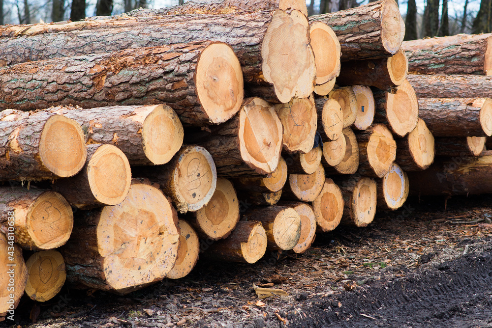 Stacked wood pine timber for construction buildings, Background Stacked wood pine timber for construction buildings, Background