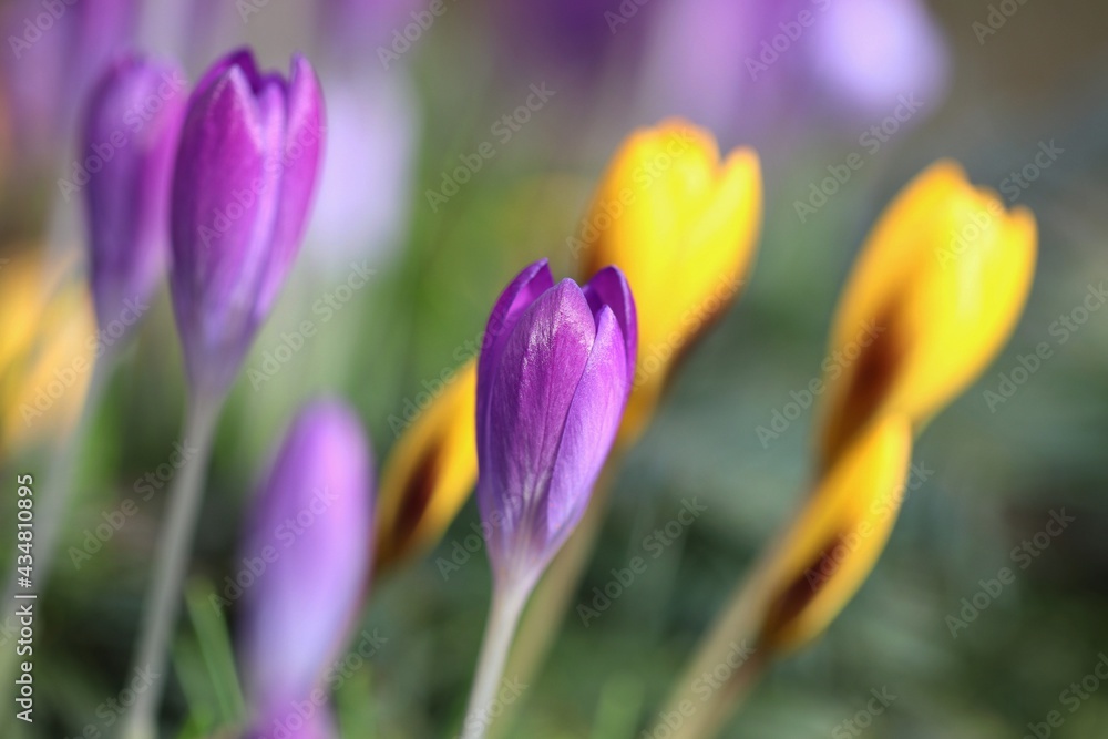 Naklejka premium spring crocus flowers