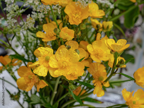 Yellow spring flowers in the garden. Close up.