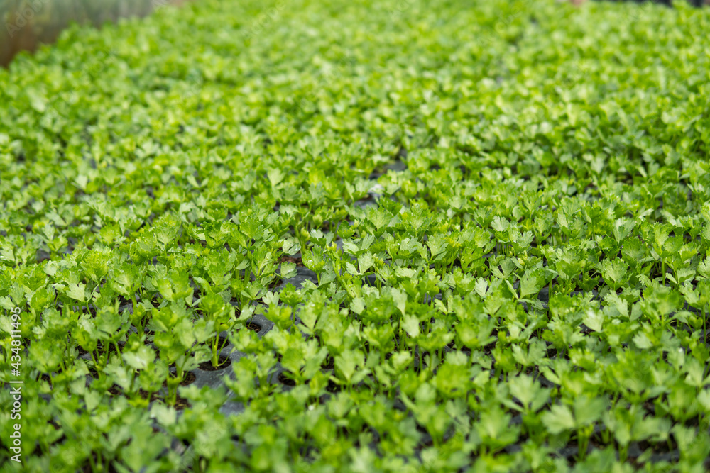 small seedlings inside of a greenhouse small seedlings inside of a greenhouse