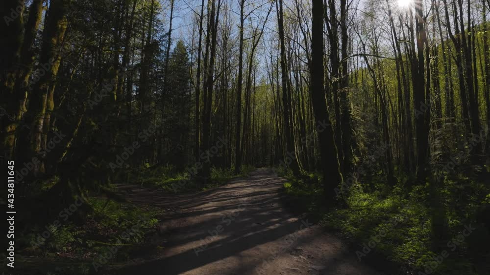 Dirt Road in the Green Rain Forest during a sunny spring day. Located in Squamish Valley, North of Vancouver, British Columbia, Canada. Dirt Road in the Green Rain Forest during a sunny spring day. Located in Squamish Valley, North of Vancouver, British Columbia, Canada.
