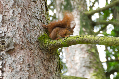 Red Squirrel sitting in a tree in Zurich, Switzerland