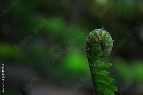 Rozwijająca się paproć / developing fern