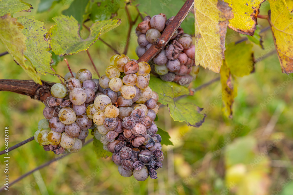 white grapes infested with rot and mold