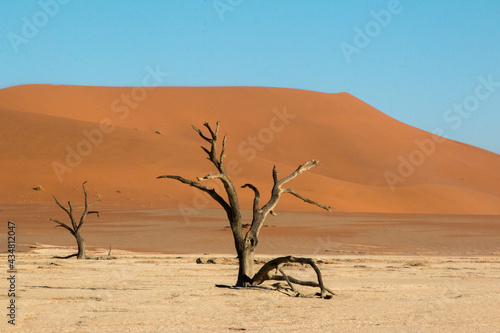 famous dead trees of dead vlei in front of red dunes