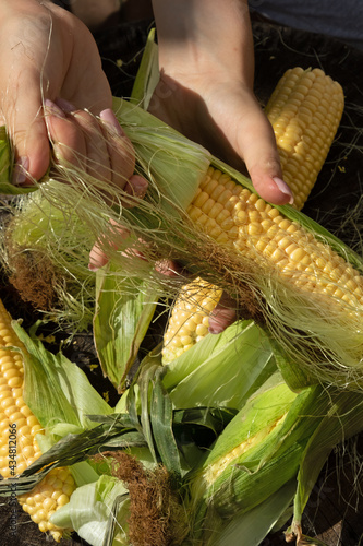 woman peels corn from green haulm. Harvesting and seasonal specifics