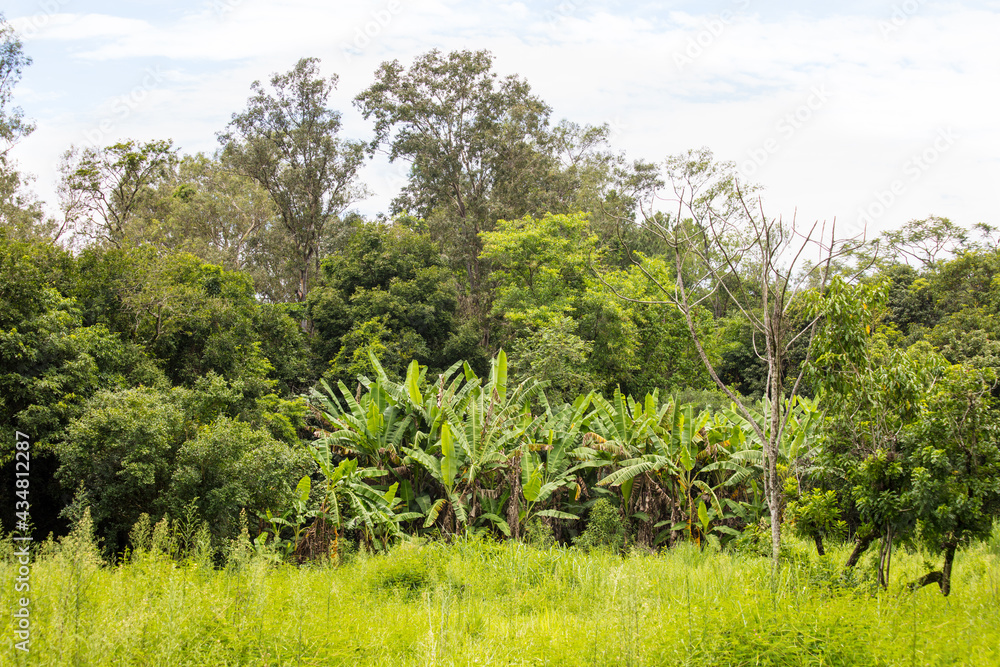 Floresta com plantação de bananeiras