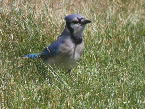 Blue Jay posing in the yard for a springtime photo