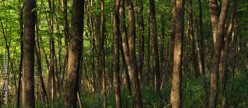 Midwest Trees