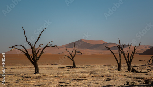 different perspective of group of dead trees of dead vlei in beautiful light setting in front of  sossusveil famous red dunes 